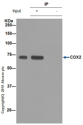 Immunoprecipitation - Anti-COX2 / Cyclooxygenase 2 antibody [EPR12012] (AB179800)