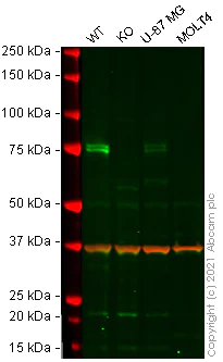 Western blot - Anti-COX2 / Cyclooxygenase 2 antibody [EPR12012] (AB179800)