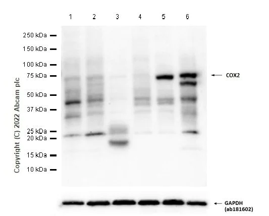 Western blot - Anti-COX2 / Cyclooxygenase 2 antibody [EPR12012] (AB179800)