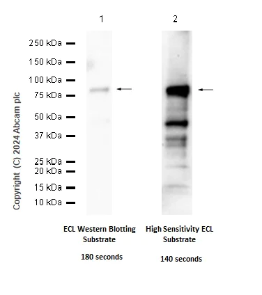 Western blot - Anti-COX2 / Cyclooxygenase 2 antibody [EPR12012] (AB179800)