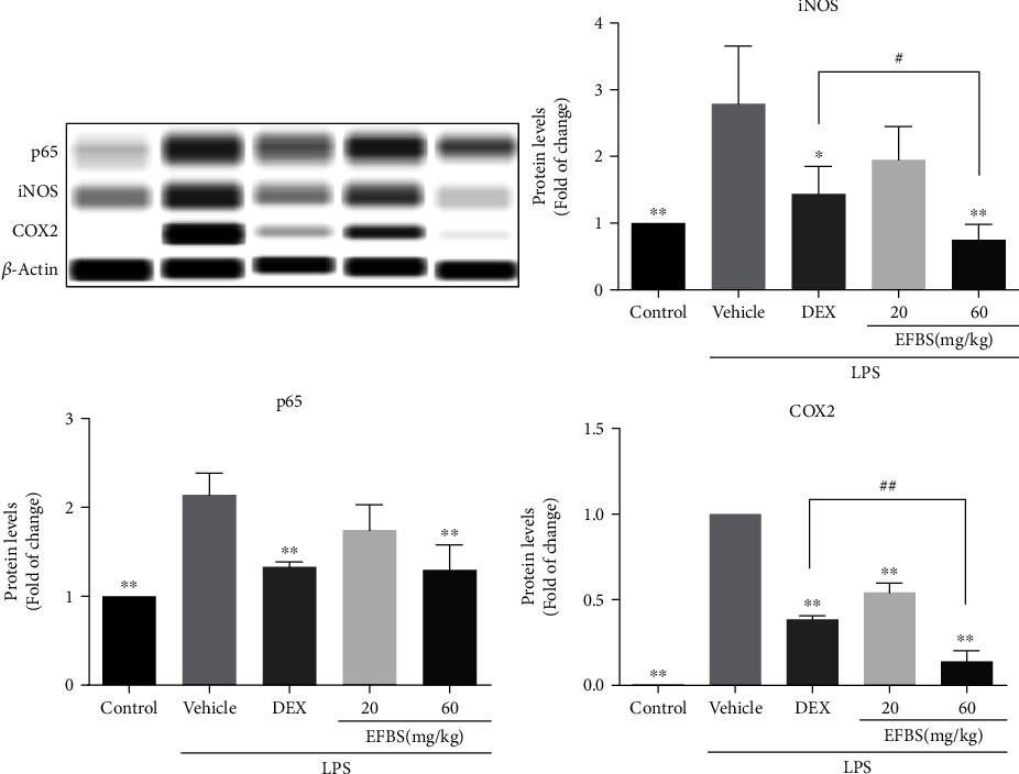 Western blot - Anti-COX2 / Cyclooxygenase 2 antibody [EPR12012] (ab179800), expandable thumbnail