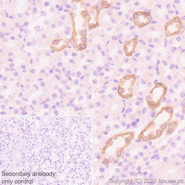 Immunohistochemistry (Formalin/PFA-fixed paraffin-embedded sections) - Anti-COX2 / Cyclooxygenase 2 antibody [EPR12012] - BSA and Azide free (AB227528)