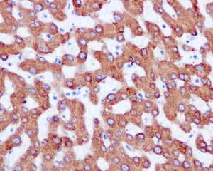 Immunohistochemistry (Formalin/PFA-fixed paraffin-embedded sections) - Anti-COX2 / Cyclooxygenase 2 antibody [EPR12012] - BSA and Azide free (AB227528)