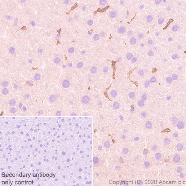 Immunohistochemistry (Formalin/PFA-fixed paraffin-embedded sections) - Anti-COX2 / Cyclooxygenase 2 antibody [EPR12012] - BSA and Azide free (AB227528)