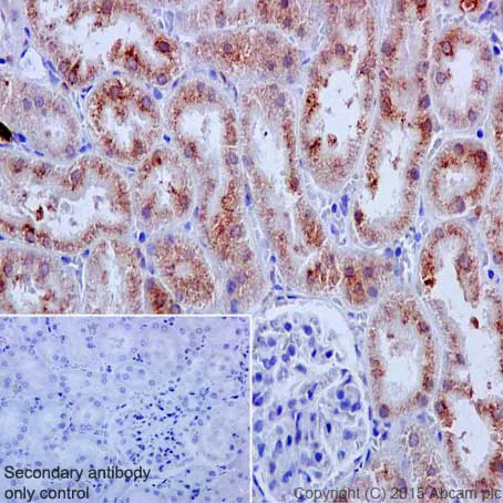 Immunohistochemistry (Formalin/PFA-fixed paraffin-embedded sections) - Anti-COX2 / Cyclooxygenase 2 antibody [EPR12012] - BSA and Azide free (AB227528)