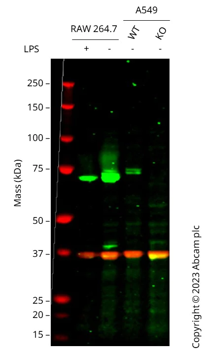 Western blot - Anti-COX2 / Cyclooxygenase 2 antibody [EPR12012] - BSA and Azide free (AB227528)