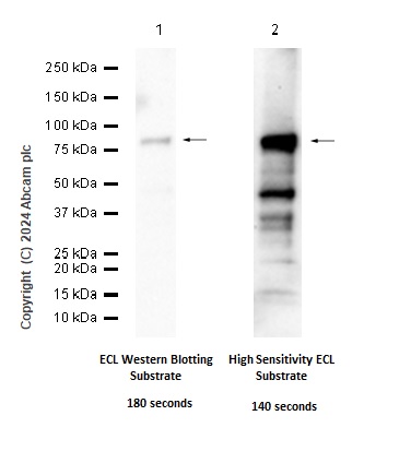 Western blot - Anti-COX2 / Cyclooxygenase 2 antibody [EPR12012] - BSA and Azide free (ab227528), expandable thumbnail
