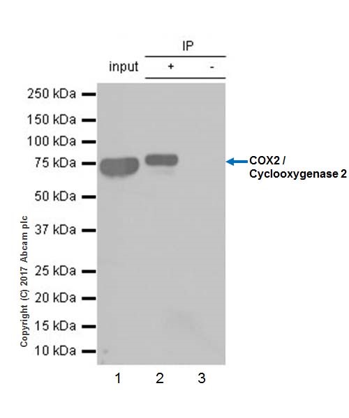 Immunoprecipitation - Anti-COX2 / Cyclooxygenase 2 antibody [EPR18376-119] - BSA and Azide free (AB226870), expandable thumbnail