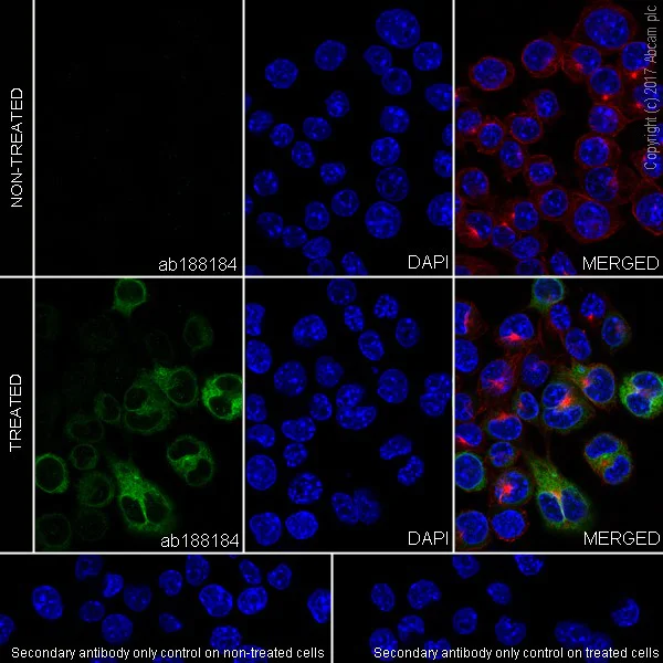 Immunocytochemistry/ Immunofluorescence - Anti-COX2 / Cyclooxygenase 2 antibody [EPR18376-119] - C-terminal (AB188184)