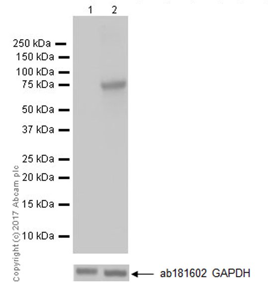 Western blot - Anti-COX2 / Cyclooxygenase 2 antibody [EPR18376-119] - C-terminal (AB188184), expandable thumbnail