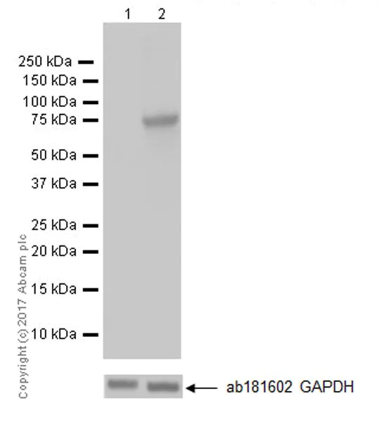 Western blot - Anti-COX2 / Cyclooxygenase 2 antibody [EPR18376-119] - C-terminal (AB188184)