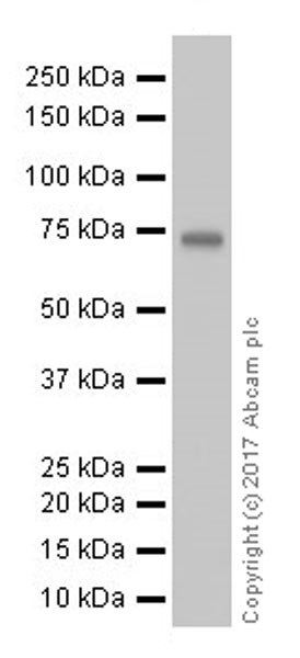 Western blot - Anti-COX2 / Cyclooxygenase 2 antibody [EPR18376-119] - C-terminal (AB188184), expandable thumbnail