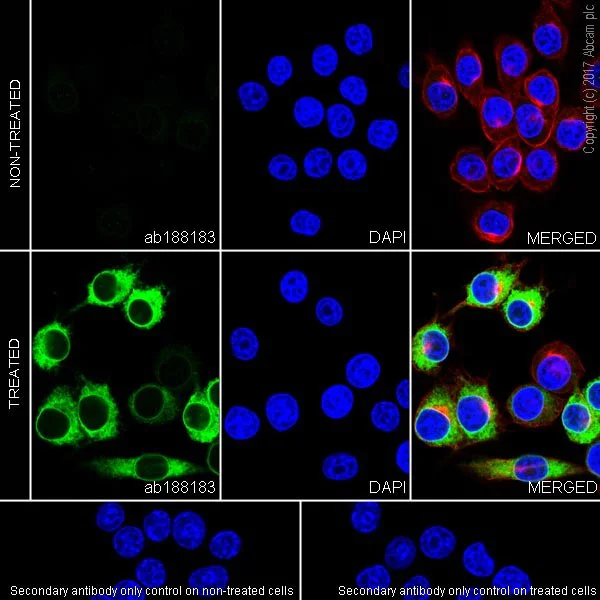 Immunocytochemistry/ Immunofluorescence - Anti-COX2 / Cyclooxygenase 2 antibody [EPR18377-106] - BSA and Azide free (AB226869)