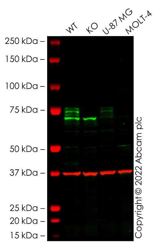 Western blot - Anti-COX2 / Cyclooxygenase 2 antibody [EPR18377-106] - BSA and Azide free (AB226869)