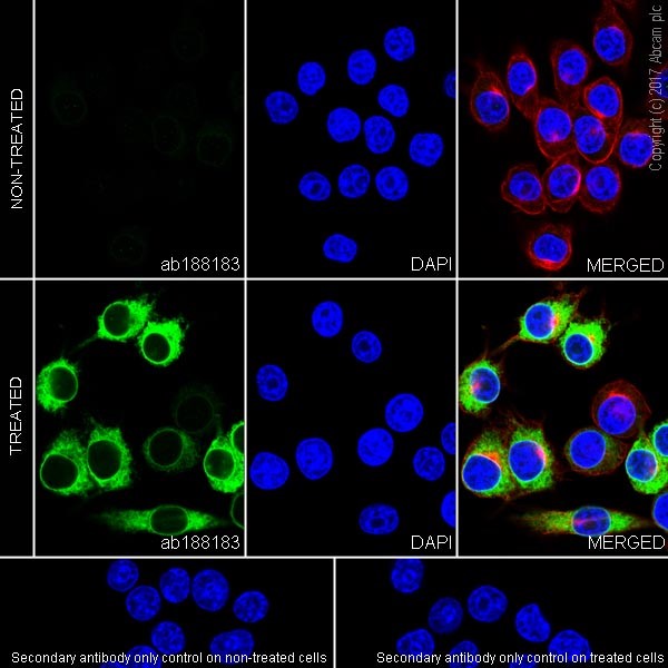 Immunocytochemistry/ Immunofluorescence - Anti-COX2 / Cyclooxygenase 2 antibody [EPR18377-106] - N-terminal (AB188183), expandable thumbnail