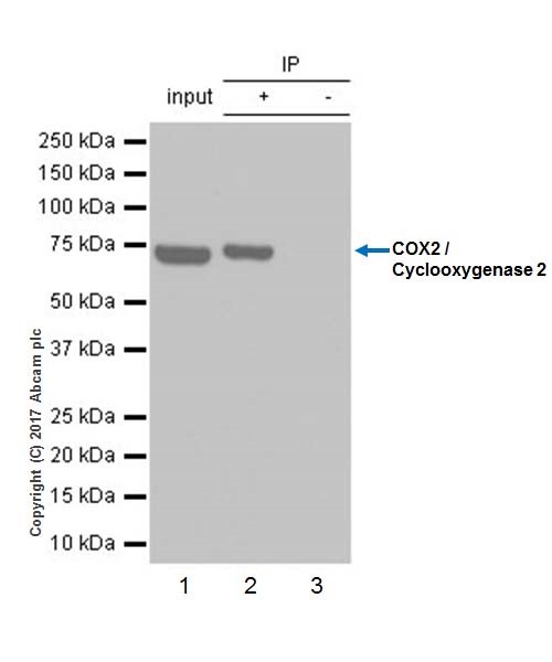Immunoprecipitation - Anti-COX2 / Cyclooxygenase 2 antibody [EPR18377-106] - N-terminal (AB188183), expandable thumbnail