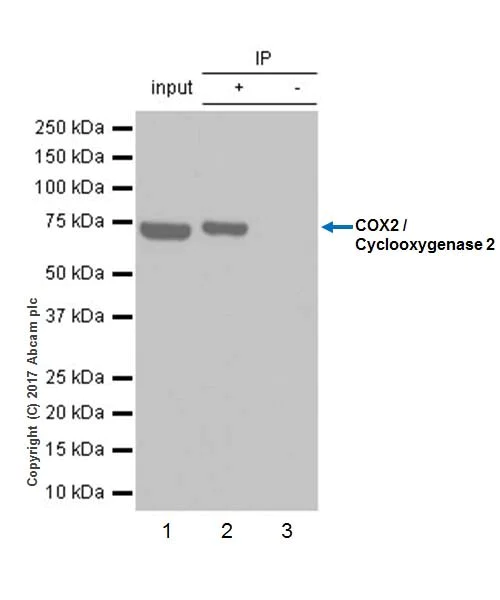 Immunoprecipitation - Anti-COX2 / Cyclooxygenase 2 antibody [EPR18377-106] - N-terminal (AB188183)