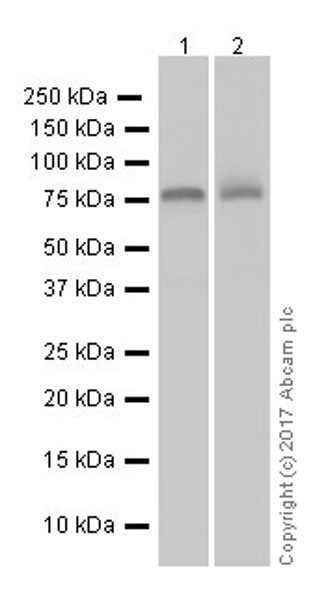 Western blot - Anti-COX2 / Cyclooxygenase 2 antibody [EPR18377-106] - N-terminal (AB188183), expandable thumbnail