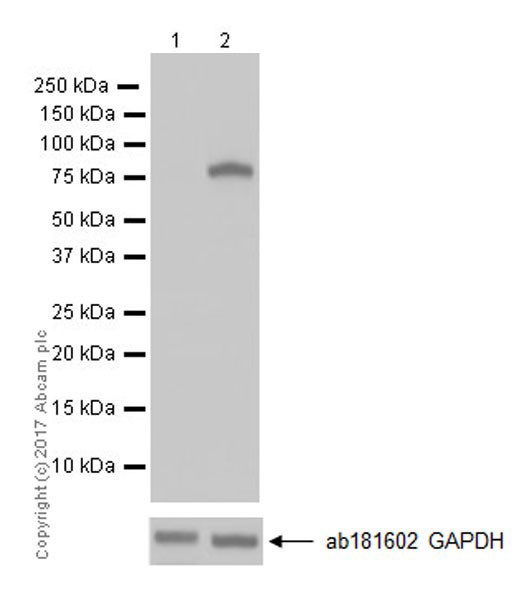 Western blot - Anti-COX2 / Cyclooxygenase 2 antibody [EPR18377-106] - N-terminal (AB188183), expandable thumbnail