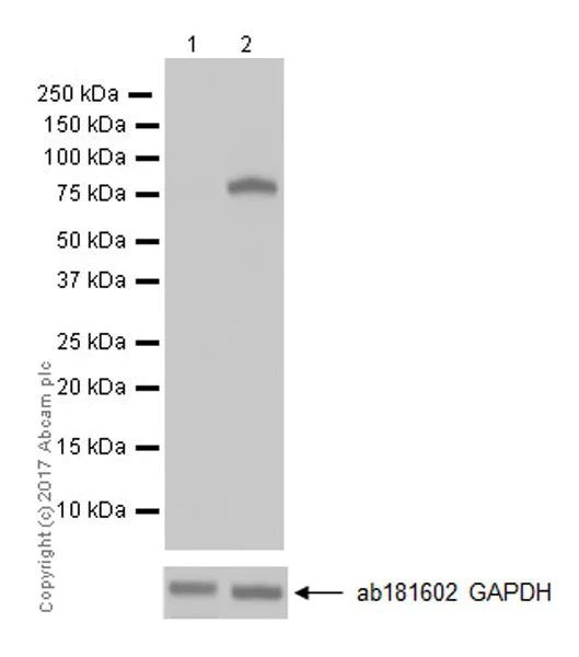 Western blot - Anti-COX2 / Cyclooxygenase 2 antibody [EPR18377-106] - N-terminal (AB188183)