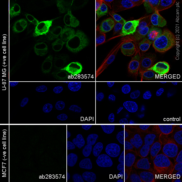 Immunocytochemistry/ Immunofluorescence - Anti-COX2 / Cyclooxygenase 2 antibody [RM1026] (ab283574), expandable thumbnail