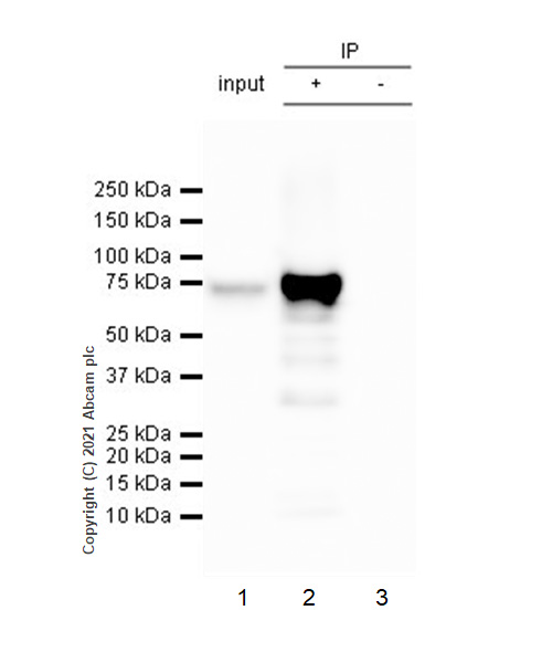 Immunoprecipitation - Anti-COX2 / Cyclooxygenase 2 antibody [RM1026] (ab283574), expandable thumbnail