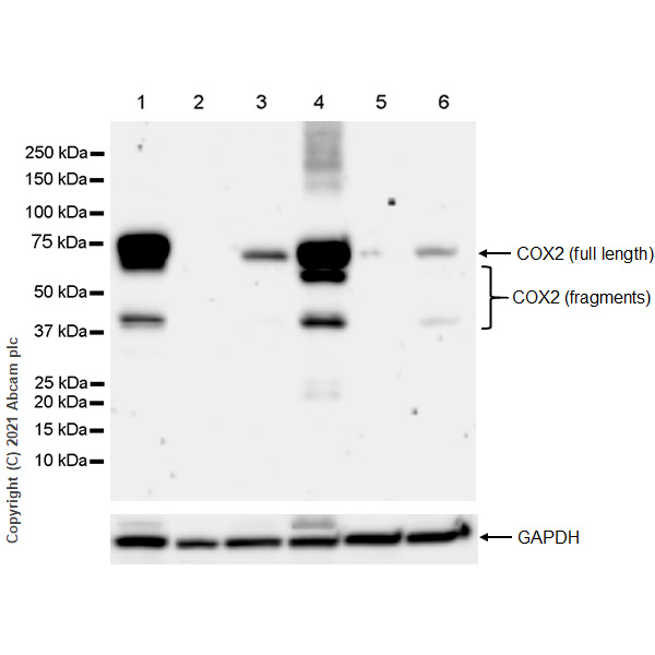 Western blot - Anti-COX2 / Cyclooxygenase 2 antibody [RM1026] (AB283574), expandable thumbnail
