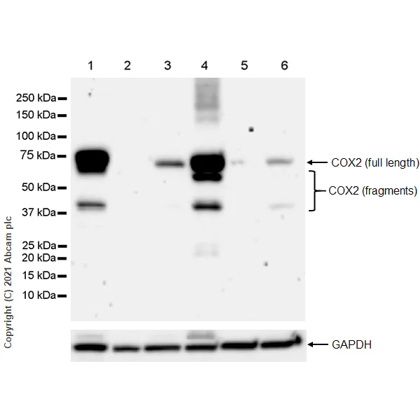 Western blot - Anti-COX2 / Cyclooxygenase 2 antibody [RM1026] (AB283574)