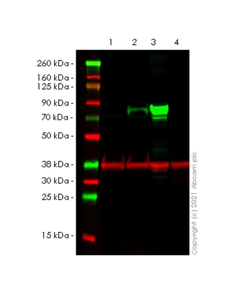 Western blot - Anti-COX2 / Cyclooxygenase 2 antibody [RM1026] (AB283574)
