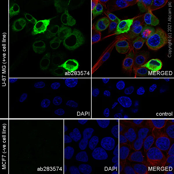 Immunocytochemistry/ Immunofluorescence - Anti-COX2 / Cyclooxygenase 2 antibody [RM1026] - BSA and Azide free (AB283593)