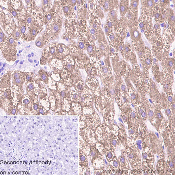 Immunohistochemistry (Formalin/PFA-fixed paraffin-embedded sections) - Anti-COX2 / Cyclooxygenase 2 antibody [RM1026] - BSA and Azide free (AB283593)