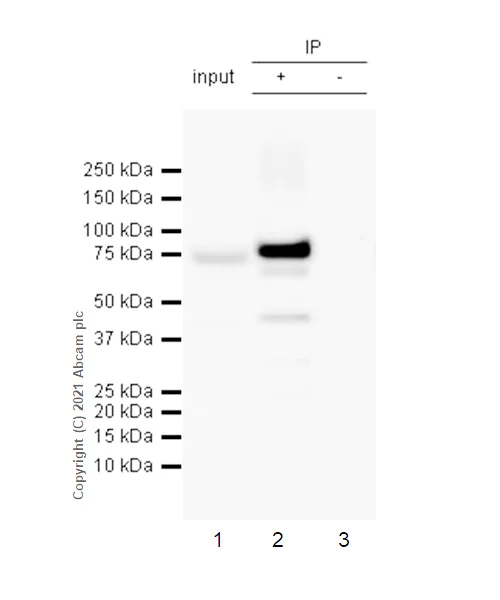 Immunoprecipitation - Anti-COX2 / Cyclooxygenase 2 antibody [RM1026] - BSA and Azide free (AB283593)