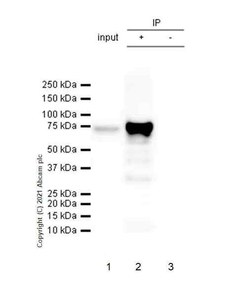 Immunoprecipitation - Anti-COX2 / Cyclooxygenase 2 antibody [RM1026] - BSA and Azide free (AB283593)