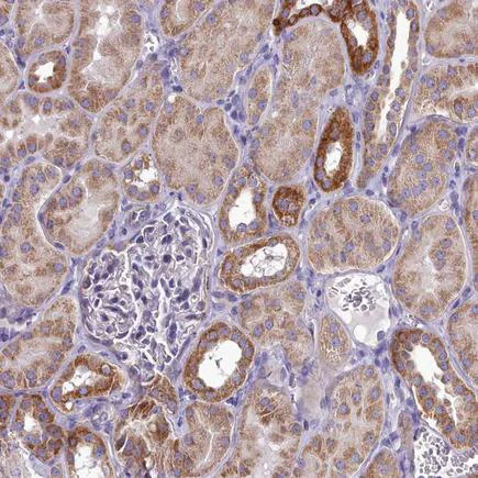 Immunohistochemistry (Formalin/PFA-fixed paraffin-embedded sections) - Anti-COX20 antibody - C-terminal (AB224570)