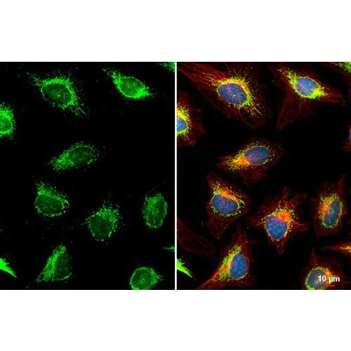 Immunocytochemistry/ Immunofluorescence - Anti-COX4 antibody [HL2264] (AB317183)