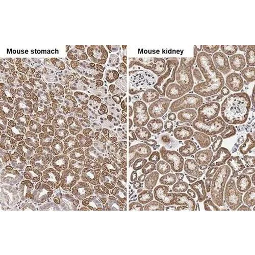 Immunohistochemistry (Formalin/PFA-fixed paraffin-embedded sections) - Anti-COX4 antibody [HL2264] (AB317183)