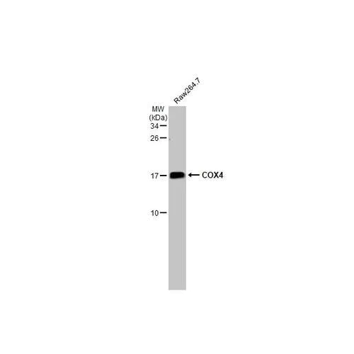 Western blot - Anti-COX4 antibody [HL2264] (AB317183)
