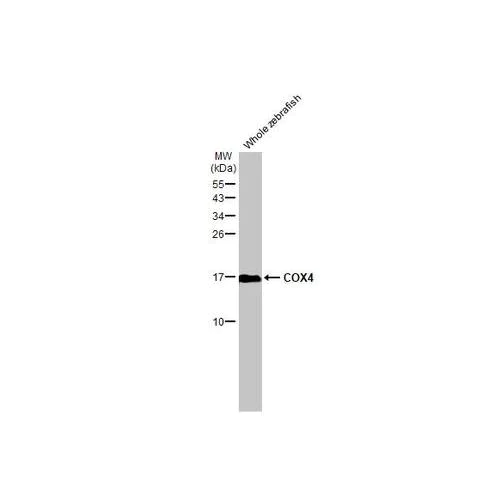 Western blot - Anti-COX4 antibody [HL2264] (AB317183)