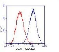 Flow Cytometry - Anti-COX4 + COX4L2 antibody [10G8D12C12] - Mitochondrial Marker (AB110261)