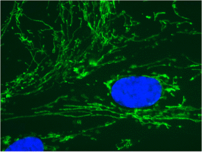 Immunocytochemistry/ Immunofluorescence - Anti-COX4 + COX4L2 antibody [10G8D12C12] - Mitochondrial Marker (AB110261), expandable thumbnail