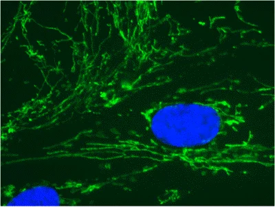 Immunocytochemistry/ Immunofluorescence - Anti-COX4 + COX4L2 antibody [10G8D12C12] - Mitochondrial Marker (AB110261)