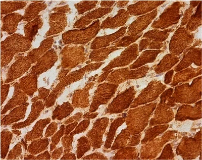 Immunohistochemistry (Frozen sections) - Anti-COX4 + COX4L2 antibody [10G8D12C12] - Mitochondrial Marker (AB110261)