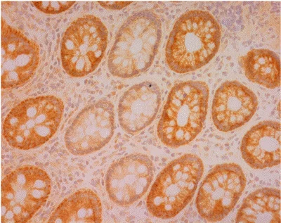 Immunohistochemistry (Frozen sections) - Anti-COX4 + COX4L2 antibody [10G8D12C12] - Mitochondrial Marker (AB110261)