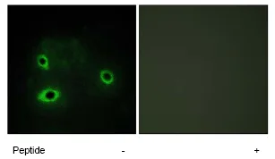 Immunocytochemistry/ Immunofluorescence - Anti-COX4I2 antibody (AB70112)
