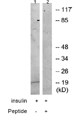 Western blot - Anti-COX4I2 antibody (AB70112)