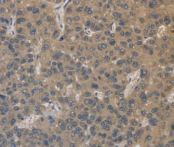 Immunohistochemistry (Formalin/PFA-fixed paraffin-embedded sections) - Anti-COX4NB antibody (AB197658)