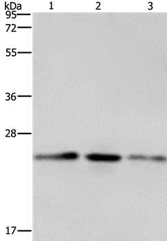 Western blot - Anti-COX4NB antibody (AB197658)