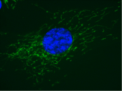 Immunocytochemistry/ Immunofluorescence - Anti-COX5A antibody [6E9B12D5] (AB110262), expandable thumbnail