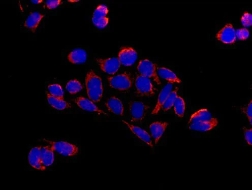 Immunocytochemistry/ Immunofluorescence - Anti-COX5A antibody [EPR14207(B)] - BSA and Azide free (AB250442)