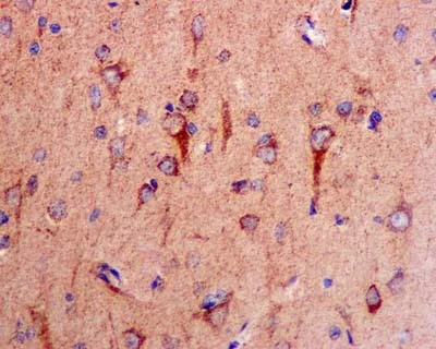 Immunohistochemistry (Formalin/PFA-fixed paraffin-embedded sections) - Anti-COX5A antibody [EPR14207(B)] - BSA and Azide free (AB250442)